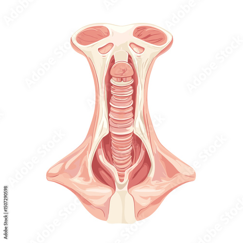 Human Anatomy Illustration of Neck Cross Section Detailing Esophagus Muscle Larynx and Trachea on White Background for Medical Educational Purposes