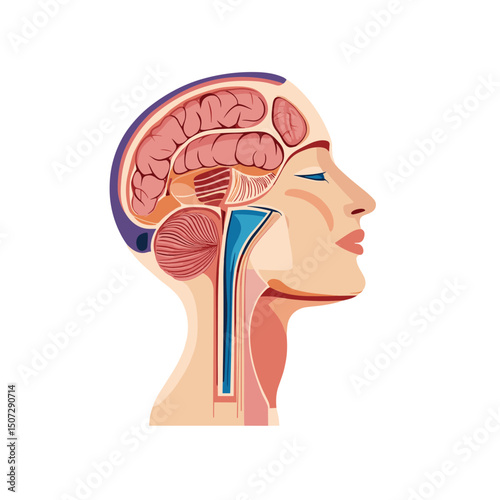 Human Brain Anatomy in Head Illustration Profile View of Internal Organs on a White Background