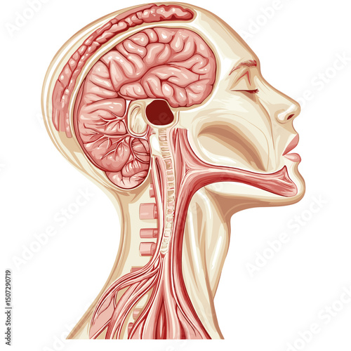 Human Brain Anatomy Illustration Showing Detailed Structure of The Head Nervous System and Internal Organs in a Cutaway View and Scientific Diagram
