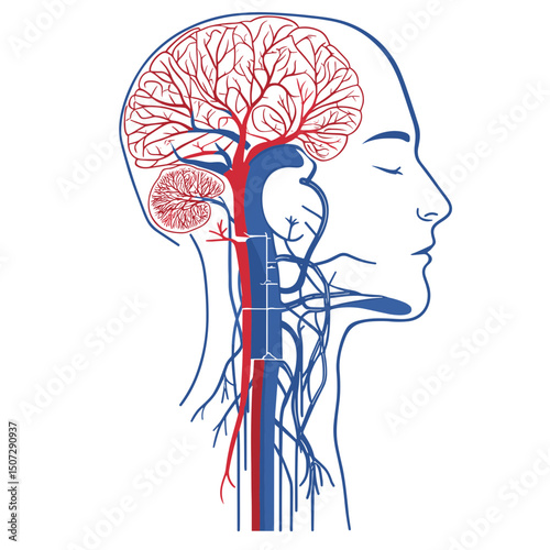 Human Head Anatomy Illustration Showing Brain Arteries and Veins Detailed Medical Diagram in Red and Blue Colors Against a White Background