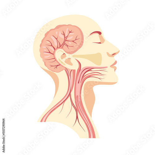 Human Head Anatomy Illustration Showing Brain Nerves Profile View on White Background Detailed Medical Diagram and Biological Structure