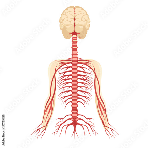 Human Nervous System Anatomy Illustration Brain Spine and Nerves in Medical Diagram on White Background