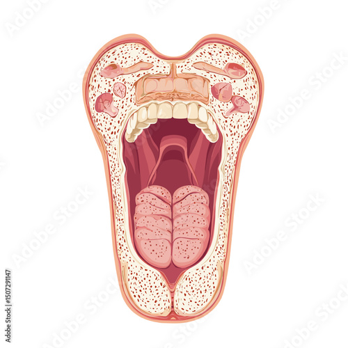 Human Mouth Anatomy Detailed Illustration Featuring Tongue Palate Oral Cavity Structure and Internal Biological Components in Cross Section