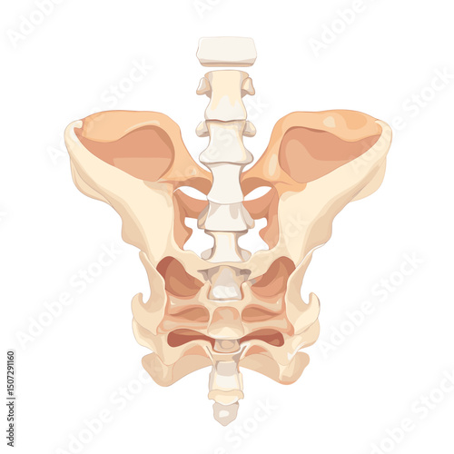 Human Pelvic Bone Structure Detailed Anatomical Illustration with Spine and Hip Bone on White Background