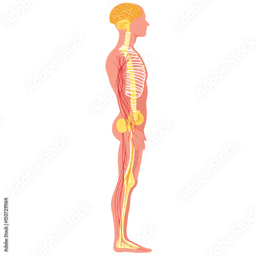 Human Nervous System Anatomy Illustration Featuring Brain Spinal Cord and Nerves Throughout the Body in a Medical Diagram on White Background