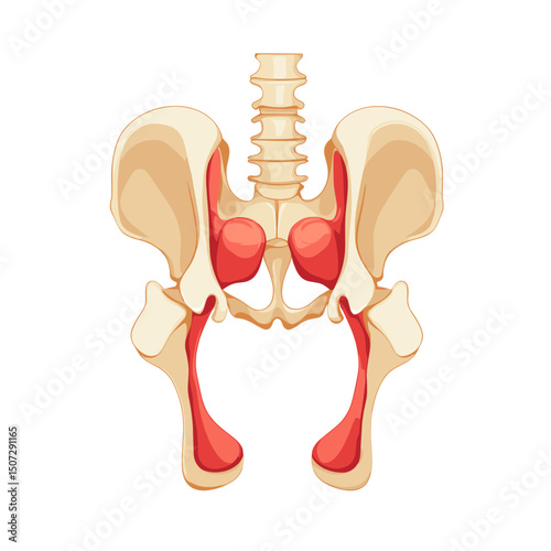 Human Pelvis Bone Structure Anatomical Illustration with Spine and Hip Bones Isolated on White Background