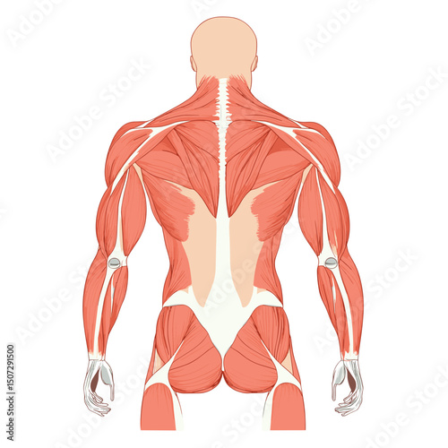 Illustration of Human Back Musculature Anatomy Showing Muscles and Skeletal Structure in Neutral White Background