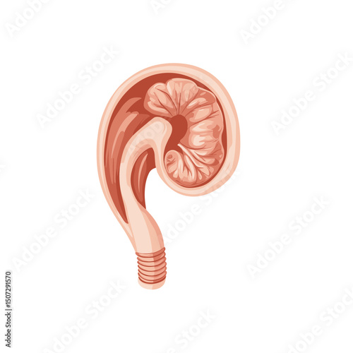 Illustration of Human Cecum and Appendix Anatomy in Detailed Medical Diagram Internal Organ Cross Section Educational Healthcare on a White Background