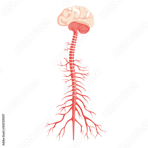 Illustration of Human Brain and Spinal Cord Anatomy with Nerves System on a White Background for Medical or Educational Use