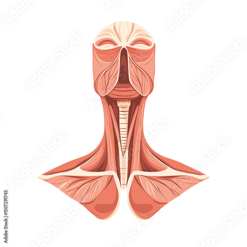Illustration of Human Neck Muscles and Anatomical Structure on White Background for Medical Science and Educational Purpose