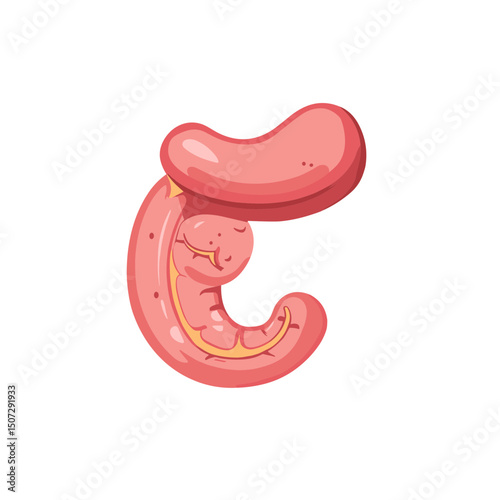 Illustration of the Intestine and Digestive System in Pink and Yellow Colors on a White Background