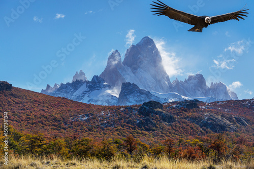 Condor