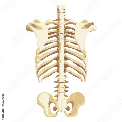 Detailed Anatomical Illustration of the Human Skeletal Torso Featuring Ribcage Spine and Pelvis on a Clean White Background