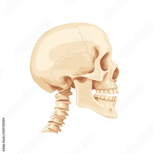 Detailed Anatomical Skull Illustration Showing Bone Structure and Vertebrae on White Background in Paler Color with Clear Anatomical Definition