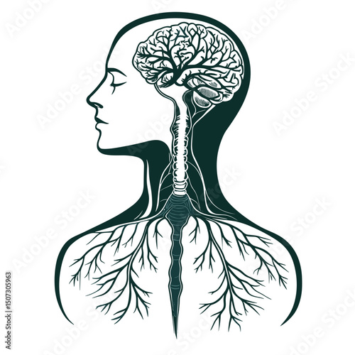 Detailed Anatomy Chart of Human Body Featuring Nervous System Brain Spine and Nerve Connections in Vintage Style