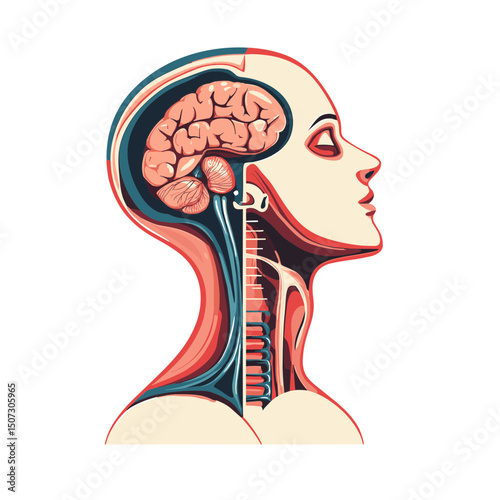 Detailed Anatomy of Human Head with Brain and Skull Illustration in Light Beige and Red Color on a White Background