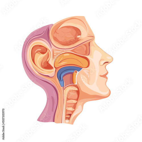 Detailed Anatomy Illustration of Human Head Cross Section Showing Internal Organs and Structure with Various Colors on a White Background