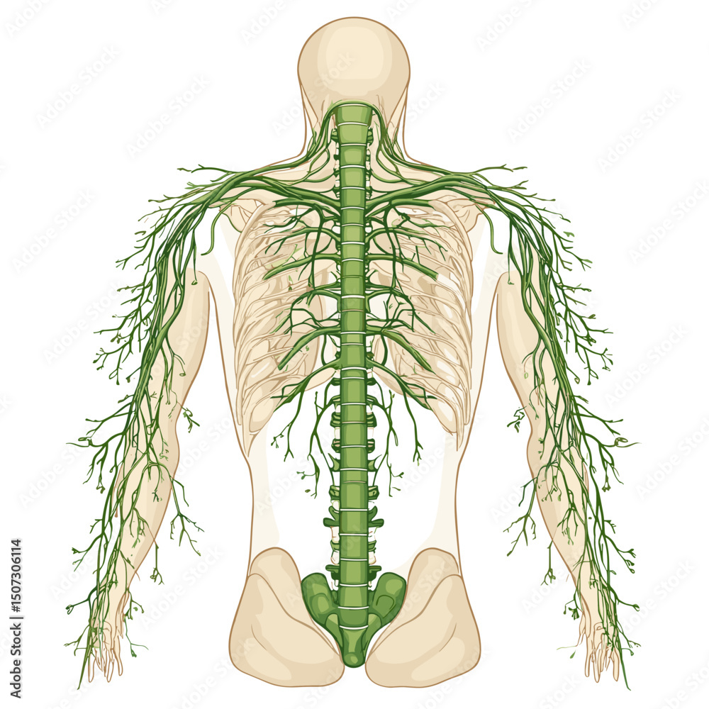 Detailed Back View Lymphatic System Diagram Showing Green Nodes Vessels and Beige Skeleton for Medical Illustration and Education on White Background