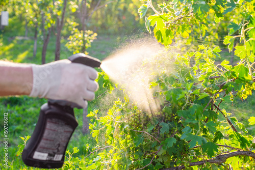Spraying a currant bush against insects, pests and diseases using a sprayer. Pest control of garden plants