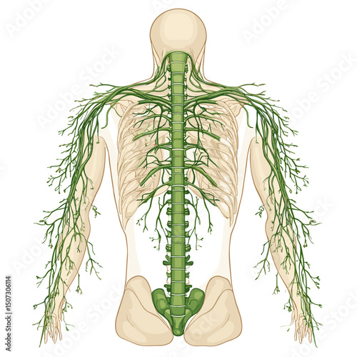 Detailed Back View Lymphatic System Diagram Showing Green Nodes Vessels and Beige Skeleton for Medical Illustration and Education on White Background