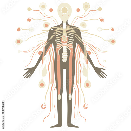 Detailed Beige and Brown Illustration of Human Anatomy Showing Skeleton and Nerve Connections for Education and Medical Study