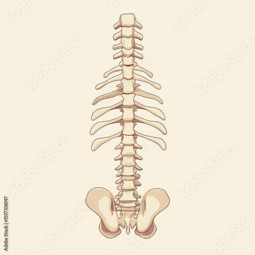 Detailed Beige Backbone Anatomy Illustration of Spine and Pelvis Showing Vertebrae Column with Lumbar Thoracic and Cervical Sections on Light Background