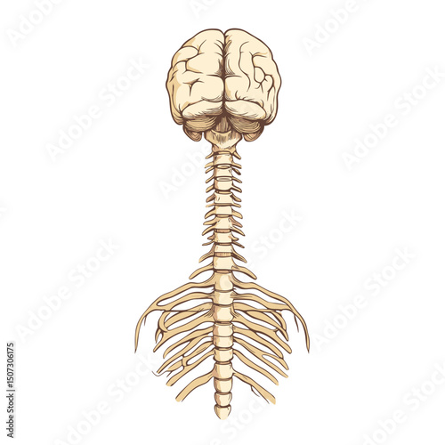 Detailed Beige Human Anatomy Illustration of Brain Backbone and Ribcage for Medical Educational Purposes