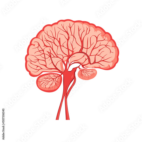 Detailed Brain Anatomy Illustration in Red Color Scheme on White Background