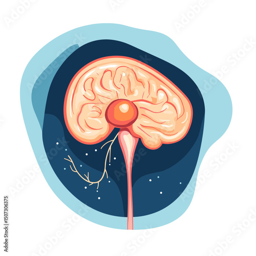 Detailed Brain Anatomy Illustration with Neural Pathways and Lobes in Blue Tones and Peach Color on White Background