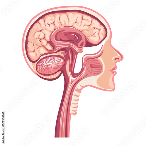 Detailed Cross Section of Human Brain and Head Anatomy Illustrated in Soft Pink Hues Against a Clean White Background