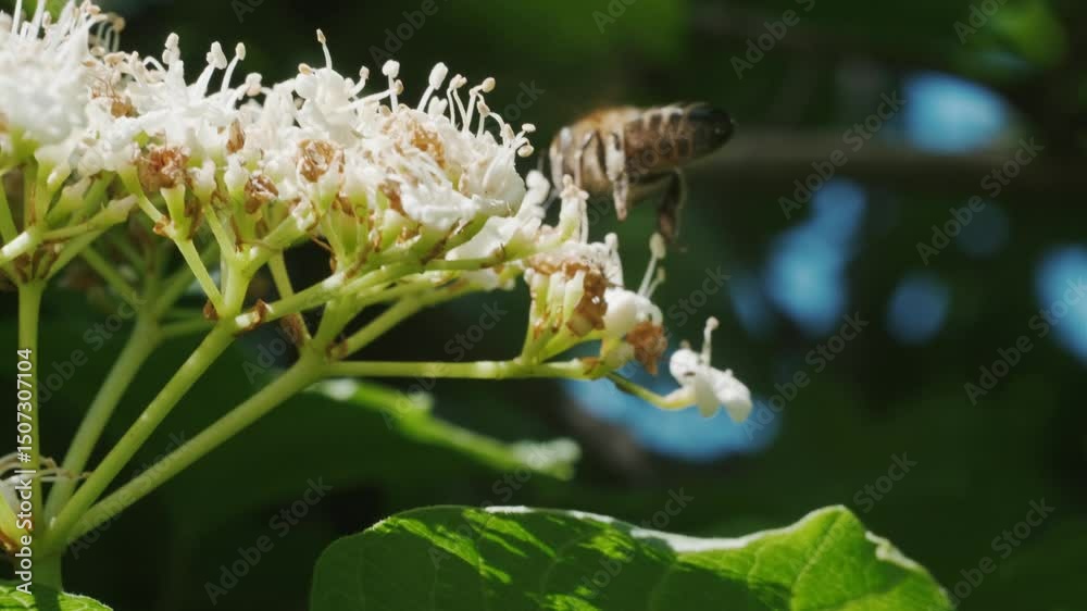 bee on a flower, close-up of bees pollinating white viburnum flowers during flowering