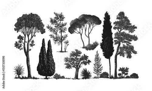 Fir tree woodland in Scandinavian winter style, forest silhouette, wild tree engraving, isolated nature clipart, vector illustration, conifer forest scene, outdoor nature elements, cold season trees.