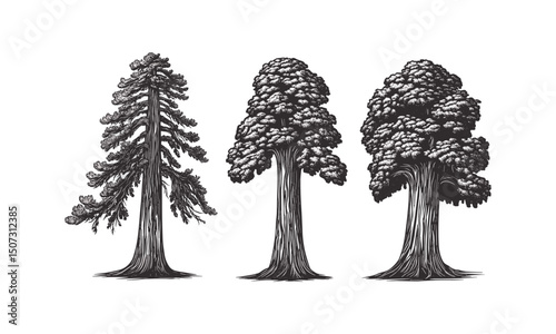 Forest Grove tall Sequoia tree silhouettes, woodland giants, retro tree illustration, hand-drawn canopy, deep forest vector illustration, natural wilderness scenery.