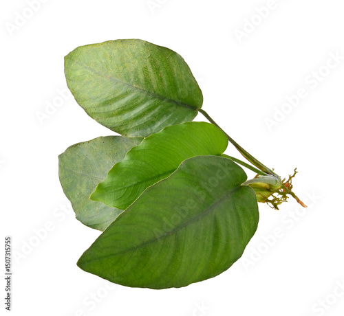 aquarium plant Anubias Broad Leaf on transparent png