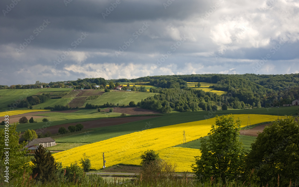 Fototapeta premium landscape with green field and blue sky