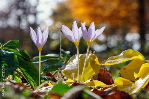 Tableau sur toile Blooming crocus flower
