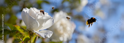 A BEES ON WHITE ROSE bush DURING SPRING SUNNY DAY
