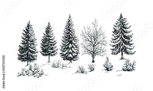 Spruce Tree Silhouettes for Winter Scene Vector Illustration, frozen forest, engraved alpine landscape, cold weather nature clipart, snowy wilderness, seasonal mountain forest design. christmas tree