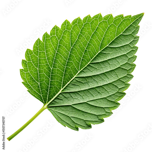 Macro close-up of a fresh green leaf isolated on a white background, highlighting its natural texture and veins
