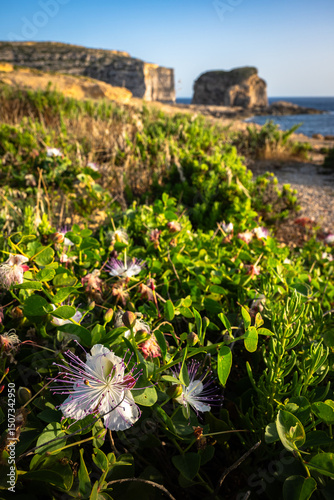 Фотография Photograph of a caper flower in the foreground and blurred rocks and sea in the