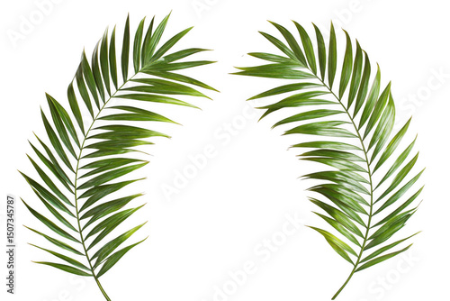 Two lush green palm fronds on black background