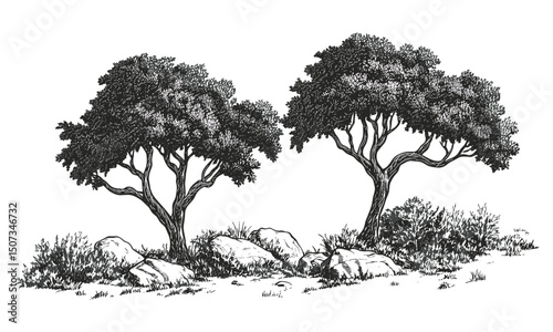 Engraved vintage clipart of Highland Ironwood tree silhouettes, sparse forest design, dry rocky terrain, durable tree vector illustration, wilderness nature scene, outdoor environment drawing.