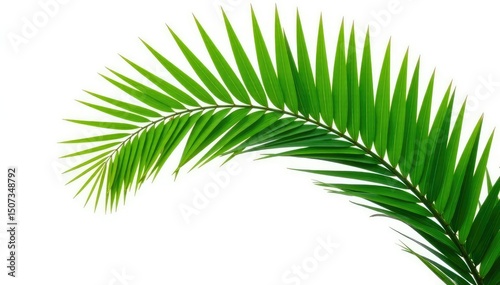 Isolated branch of a palm tree against a bright white background, palm tree, simple, organic