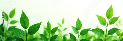 Leafy green plant isolated on white background, nature, botanical garden