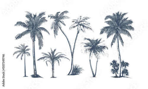 Coastal Paradise Island Beach with palm tree silhouettes, engraved curved trunk vector, tropical canopy clipart, summer sunset background, exotic nature vector illustration.