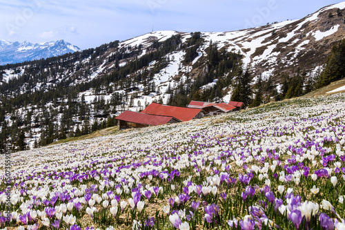 Early sping on the Alps mountain with the first blooming wild crocus flowers over the meadow - focus stacking image photo