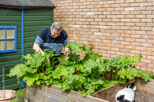 Man Harvesting Fresh Springtime Rhubarb Growing in Garden Planter with watching