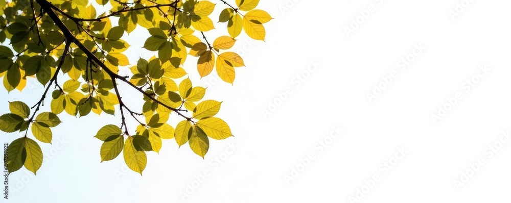 Obraz premium Tree branches against a bright white background, simple, texture