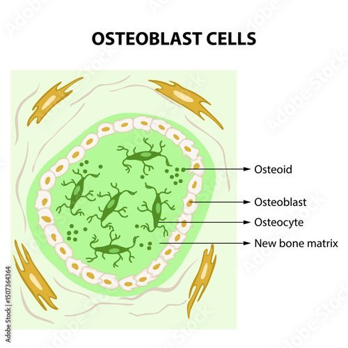 Osteoid: The Building Block of New Bone