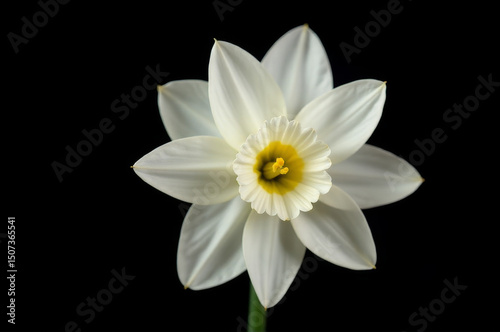 A close-up shot of a single white flower against a dark, solid-colored background